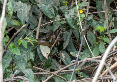 Baby Anaconda, Kabalebo Nature Resort, 2022 Suriname