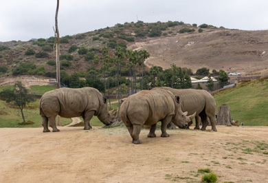 san Diego Zoo Safari Park, California 2023