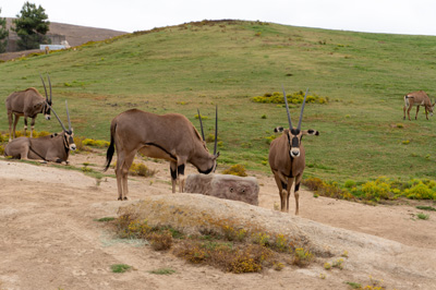 san Diego Zoo Safari Park, California 2023