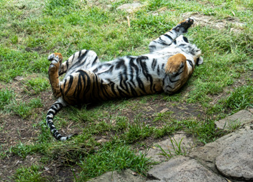 Sleepy Sumatran tiger, san Diego Zoo Safari Park, California 2023