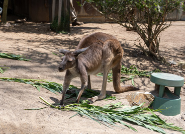 Walkabout Australia: Western Gray Kangaroo, san Diego Zoo Safari Park, California 2023