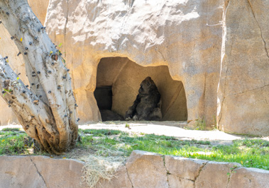 Suspicuous Gorilla, san Diego Zoo Safari Park, California 2023