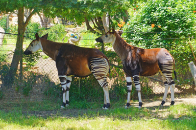 Two beautiful Okapi, san Diego Zoo Safari Park, California 2023