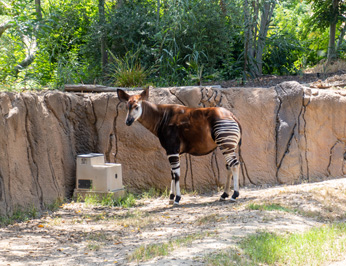 san Diego Zoo Safari Park, California 2023