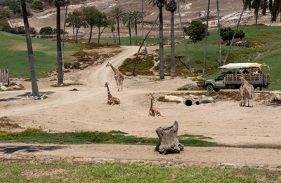 View from African Tram, san Diego Zoo Safari Park, California 2023
