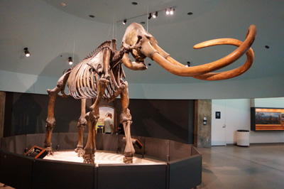 Columbia Mammoth, La Brea Tar Pits, California 2023