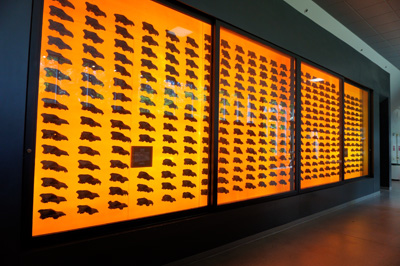 Display of Dire Wolf skulls, La Brea Tar Pits, California 2023