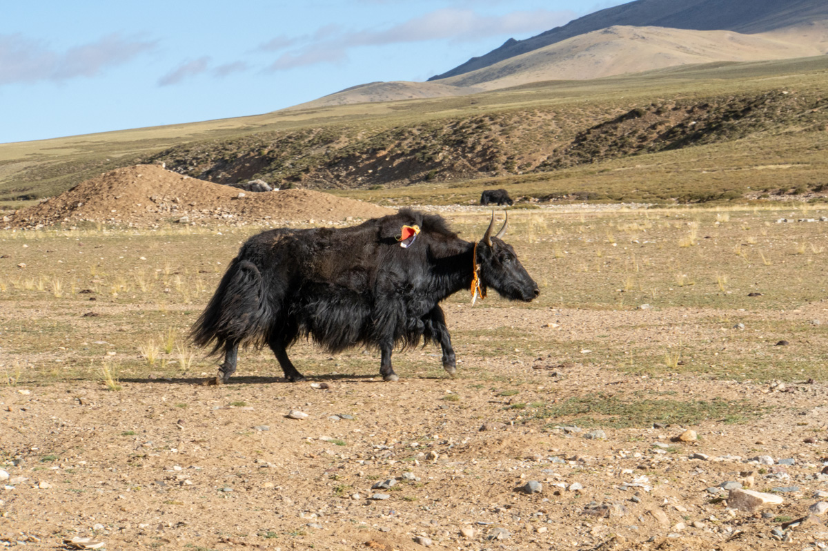 Darchen to Zanda, One of the many yak we saw