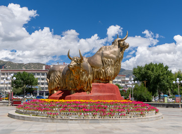 The Golden Yaks, Around Lhasa, Tibet 2023