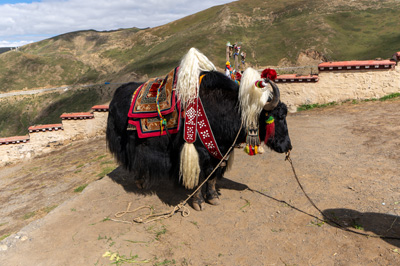 Photo-Op Yak, Lhasa to Gyantse, Tibet 2023