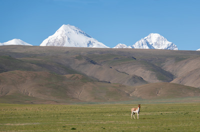 Tibetan Wild Donkey, Tingri-Darchen, Tibet 2023