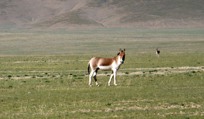 Tibetan Wild Donkeys, Tingri-Darchen, Tibet 2023