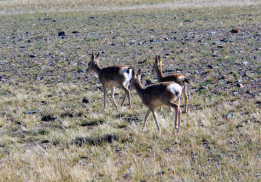 Antelope, Darchen to Zanda, Tibet 2023