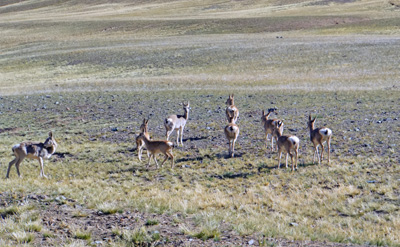 Antelope, Darchen to Zanda, Tibet 2023