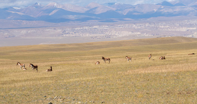 Wild Donkeys, Darchen to Zanda, Tibet 2023