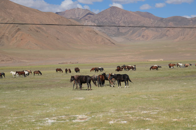"Wild" horses, Ali, Gar County, Ngari Prefecture, Tibet 2023