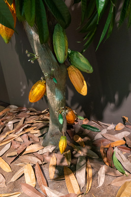 Replica of Cacao Tree Flowers and pods grow directly off the tr, Lindt Home of chocolate, Zurich, November 2023