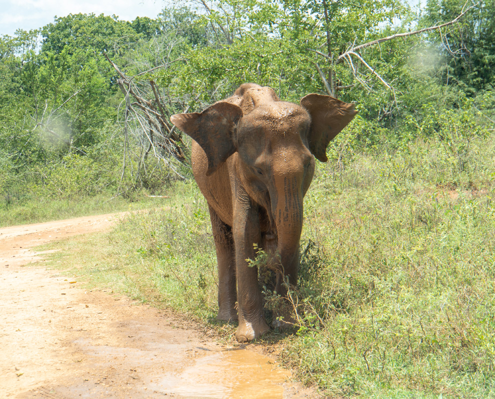 Udawalawe NP: Elephants, A wet elephant After sparing himself from a puddle