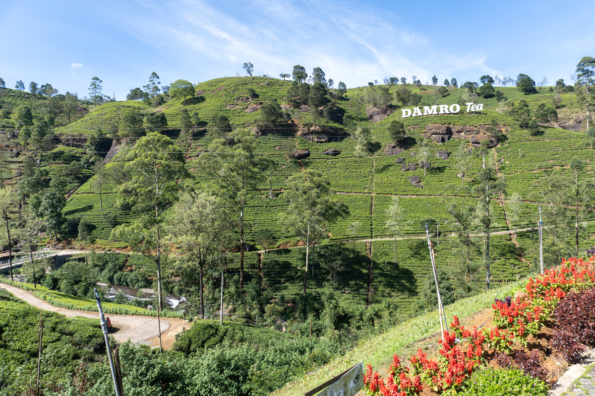 Damro Company at Labookellie: Tea Factory & Tea Safari, Damro Co. Tea Plantation