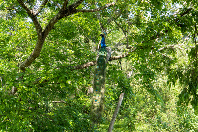 Udawalawe NP: Peacocks and others, 2023 Sri Lanka++