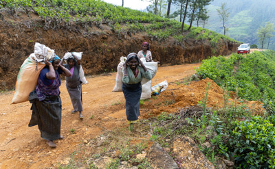 Tea Ladies, Damro Company at Labookellie: Tea Factory & Tea Safari, 2023 Sri Lanka++