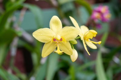 Kandy Botanic Gardens, 2023 Sri Lanka++