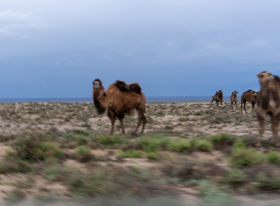 Driving across the Aral Sea bed and then the Ustyurt Plateau, Snooty camel, 35m W of Moynaq