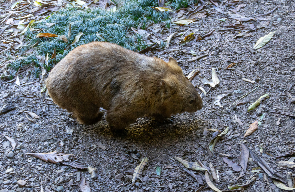 Animal Encounters, Wandering Wombat