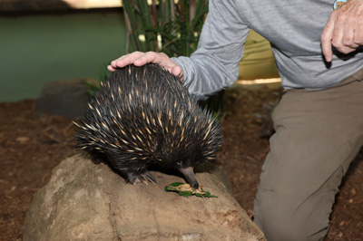 Spiky Little Echidna Encounter, Animal Encounters, Australia, 2024