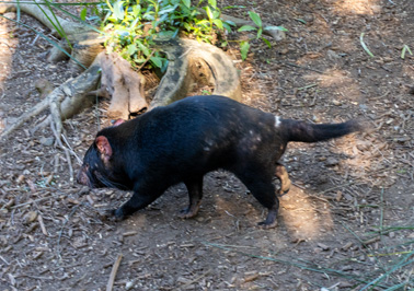 Charming Tasmanian Devil, Other Australian Animals, Australia, 2024