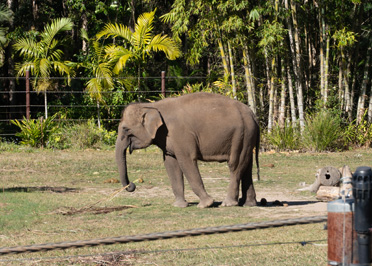 Sumatran Elephant, World Animals, Australia, 2024