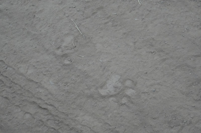 Tiger prints, Around Bandhavgarh National Park, India, November 2024