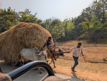 Around Bandhavgarh National Park, India, November 2024