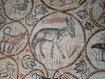 Second Asinus Nica Mosaic, Djemila, 2025 Algeria++