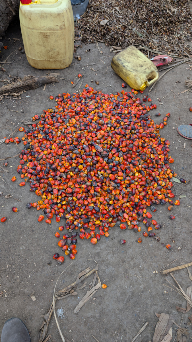 Burundi: Bujumbura, Oil palm fruit