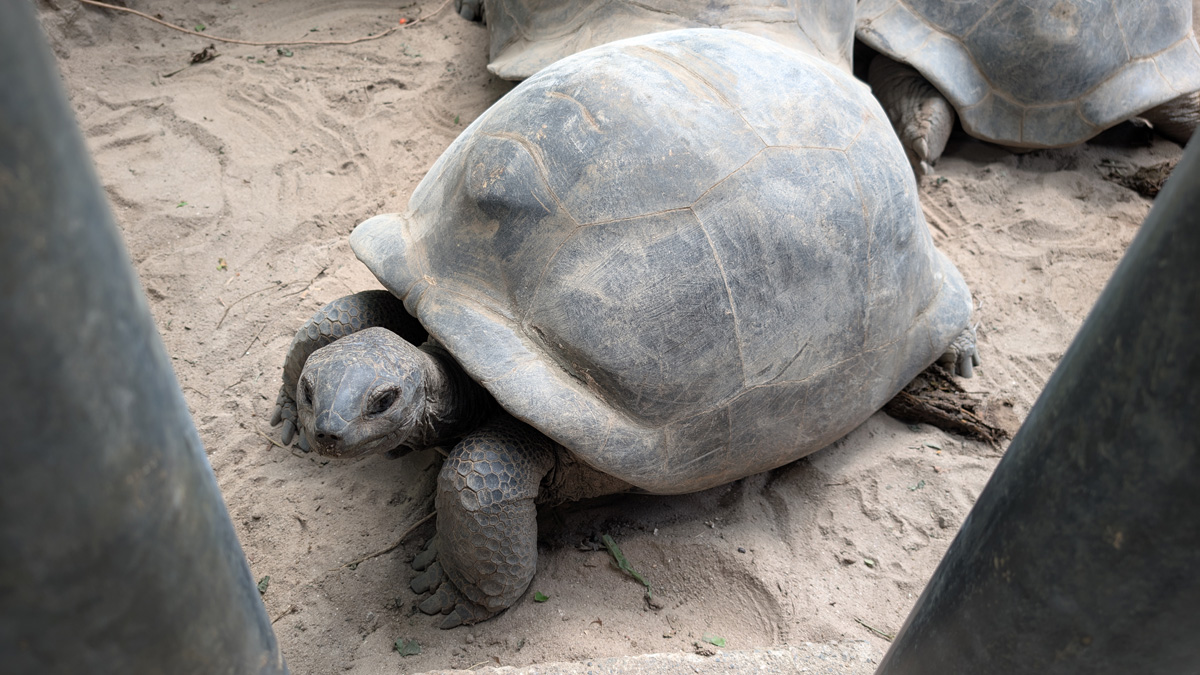 Seychelles: Victoria Botanic Gardens: Aldabra Giant Tortoises