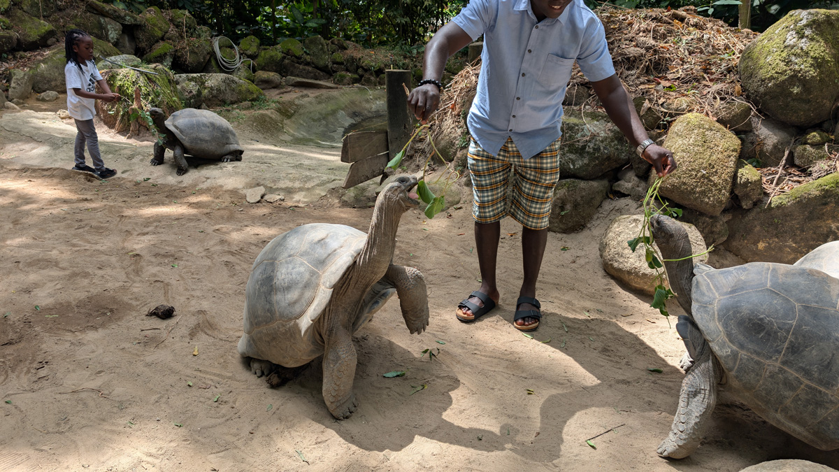Seychelles: Victoria Botanic Gardens: Aldabra Giant Tortoises