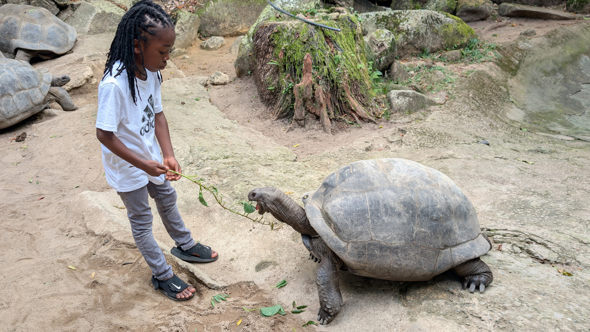 Seychelles: Victoria Botanic Gardens: Aldabra Giant Tortoises
