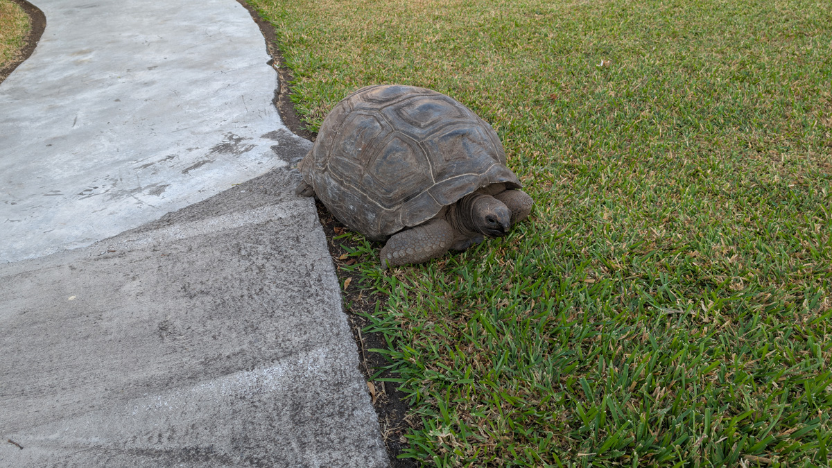 Comoros, Resident tortoise at Itsandra Beach Hotel