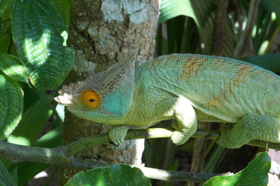 Parson's chameleon, Peyrieras Exotic Animal Reserve, Madagascar 2025