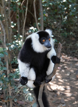 Black-and-White Ruffed Lemur, Andasibe: Vakona Lemur Island, Madagascar 2025