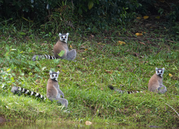 Ring Tailed Lemurs "Did you bring snacks?", Andasibe: Vakona Lemur Island, Madagascar 2025
