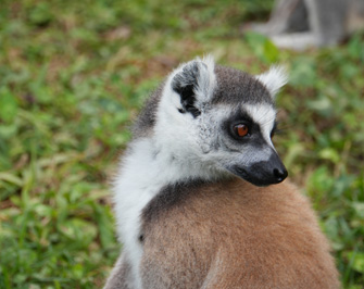 Ring Tailed Lemur, Andasibe: Vakona Lemur Island, Madagascar 2025