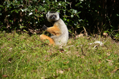 Diademed Sifaka, Andasibe: Vakona Lemur Island, Madagascar 2025