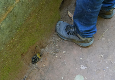 We accidentally cornered a tiny baby tenrec, Andasibe: Pugnacious Baby Tenrec, Madagascar 2025