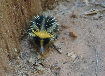 Preparing for a charge attack. "Are any of you stupid monk, Andasibe: Pugnacious Baby Tenrec, Madagascar 2025