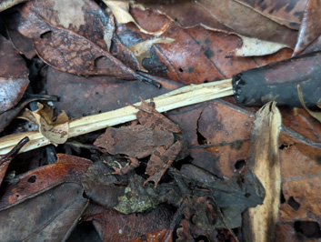 Charming little frog, Masoala Lodge Walk, Madagascar 2025