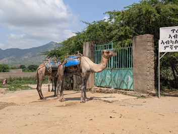 Keren: Commonwealth War Cemetery, Eritrea 2025