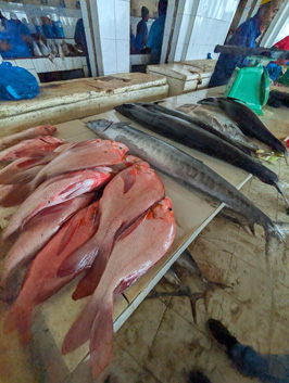 Fishmarket, 2025 Mogadishu