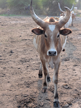 Mundari Cattle Camp, 2025 South Sudan